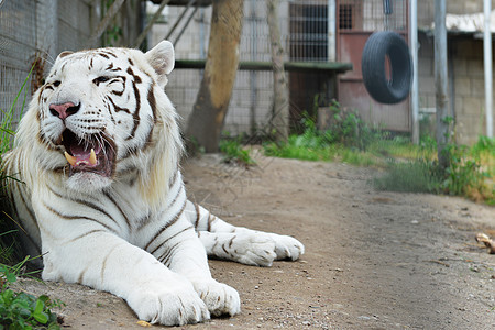 老虎动物园的笼子里休息图片