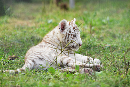 老虎躺动物园的草地上图片