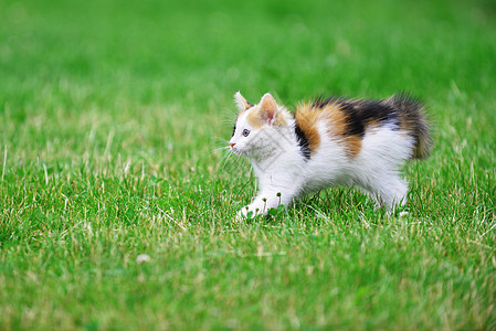 莫特利猫绿草地上玩耍图片