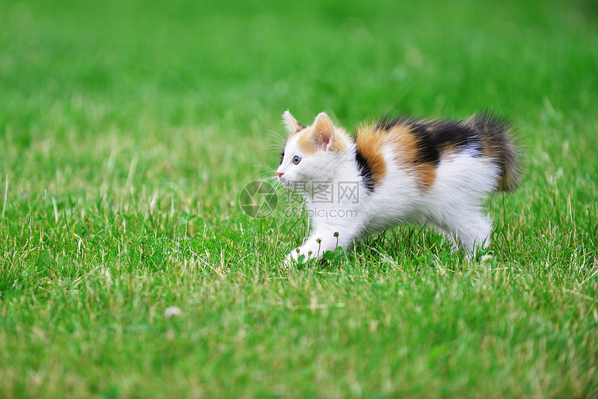 莫特利猫绿草地上玩耍图片