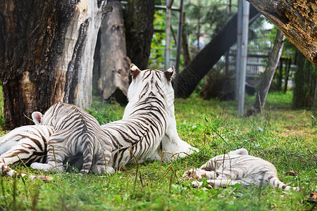 老虎躺动物园的草地上图片