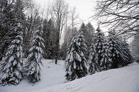 森林覆盖着雪冬季景观图片