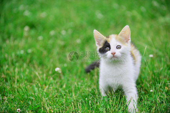 莫特利猫绿草地上玩耍图片