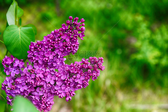 紫色丁香花盛开五月天图片