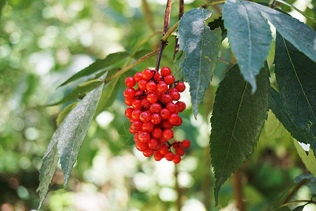 成熟红色浆果的树图片