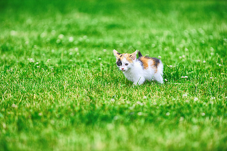 莫特利猫绿草地上玩耍图片