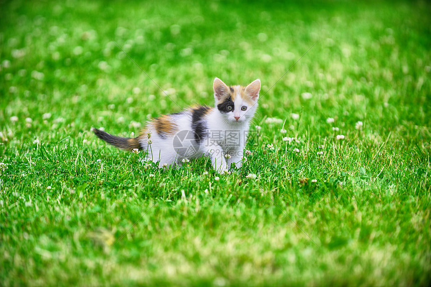 莫特利猫绿草地上玩耍图片