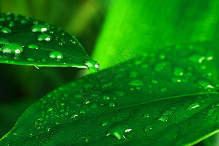 水滴绿色植物的叶子上图片