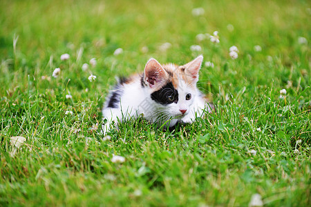 莫特利猫绿草地上玩耍图片