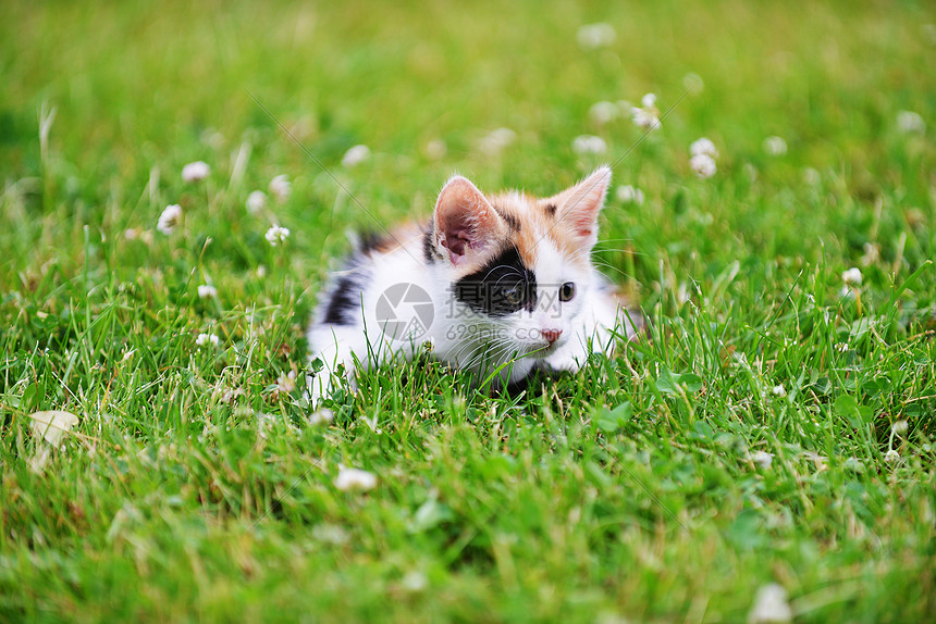 莫特利猫绿草地上玩耍图片