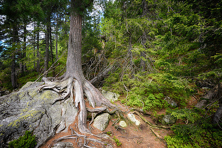 森林里石头上的大树根图片