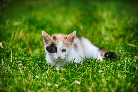 莫特利猫绿草地上玩耍图片