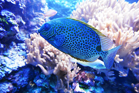 海洋水族馆中的蓝色鱼类珊瑚图片