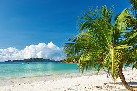 美丽的海滩与棕榈树塞舌尔,普拉斯林,图片