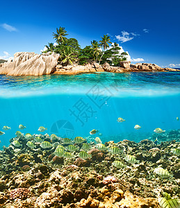 天空之鱼素材塞舌尔群岛的珊瑚礁鱼背景