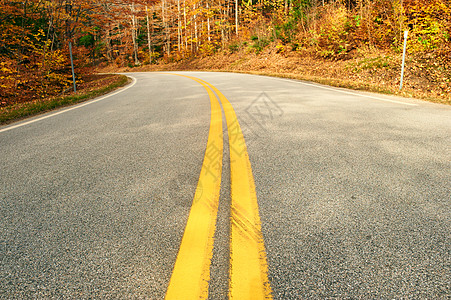 秋天的景象与森林中的道路图片