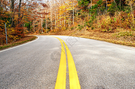 秋天的景象与森林中的道路图片