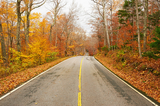 秋天的景象与森林中的道路图片