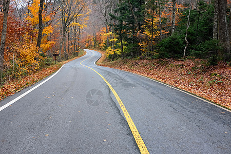 秋天的景象与森林中的道路图片