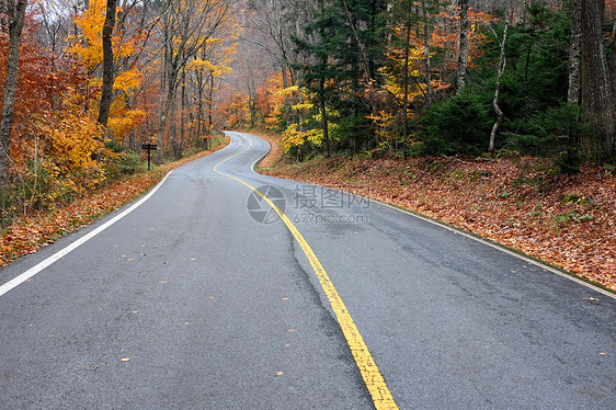 秋天的景象与森林中的道路图片