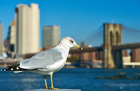 海鸥与曼哈顿天际线布鲁克林桥的背景,纽约市图片