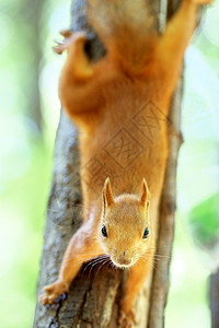 树上的红松鼠图片