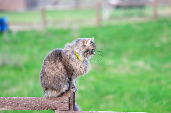 猫坐旧的木栅栏上图片