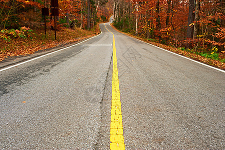 秋天的景象与森林中的道路图片