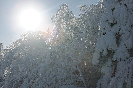 冬天的自然景象,阳光明媚的日子里,山上裸露的树枝上新鲜的雪图片
