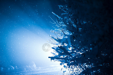 树冬天的夜晚覆盖着新鲜的雪,背光带透镜耀斑图片