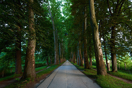 美丽的小巷里,清新的夏日早晨,树木的道路图片