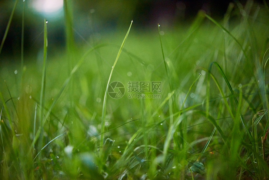 草新鲜的绿草露珠特写太阳柔的焦点抽象的自然背景图片