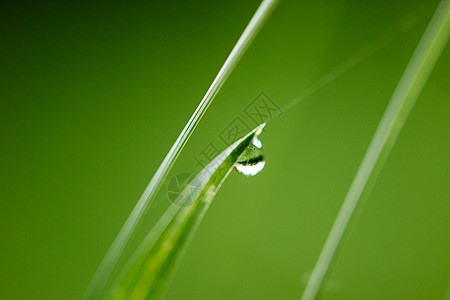 雨刮片草新鲜的绿草露珠特写太阳柔的焦点抽象的自然背景背景