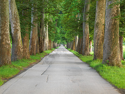 美丽的小巷里,清新的夏日早晨,树木的道路图片