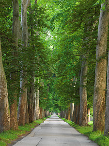 美丽的小巷里,清新的夏日早晨,树木的道路图片