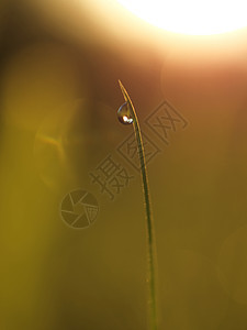 草新鲜的绿草露珠特写太阳柔的焦点抽象的自然背景图片