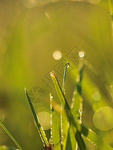 草新鲜的绿草露珠特写太阳柔的焦点抽象的自然背景图片