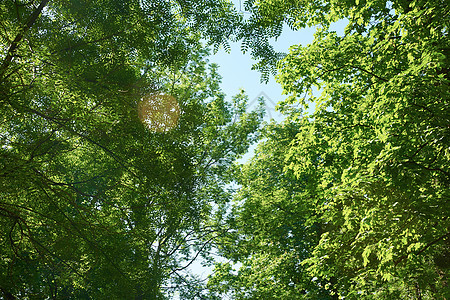 绿色的树糠框角与蓝天太阳耀斑背景图片