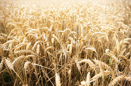 农业,谷物,土地种植纹理成熟小麦穗黑麦穗的领域图片
