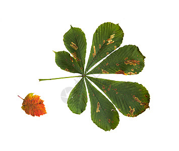 自然季节秋季植物学干落栗树叶图片