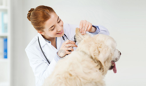 医学,宠物,动物,保健人们的快乐的兽医医生与耳镜检查黄金猎犬狗耳朵兽医诊所图片