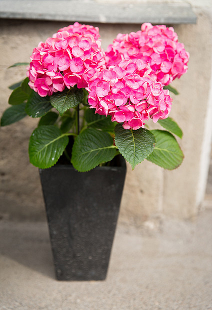 园艺,花卉,装饰植物美丽的粉红色绣球花盆栽户外图片