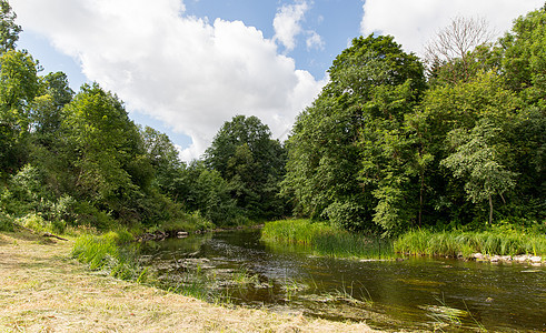 自然季节环境夏季森林河流图片