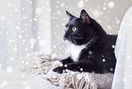 宠物,家畜舒适的黑白猫躺家里的格子雪效果图片