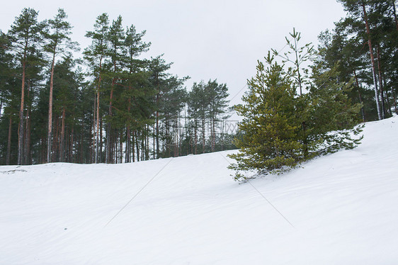 自然季节环境冬季云杉林雪堆场图片