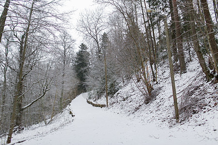 自然季节环境冬季云杉林雪堆场图片