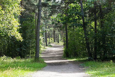 自然季节环境夏季森林道路图片