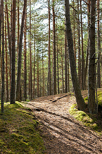 自然季节环境夏季松林小径图片