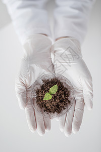 科学生物学生态学研究人的生物实验室用植物土壤样品握住培养皿的科学家手背景图片