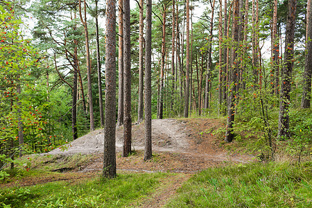 自然季节环境夏季森林道路图片